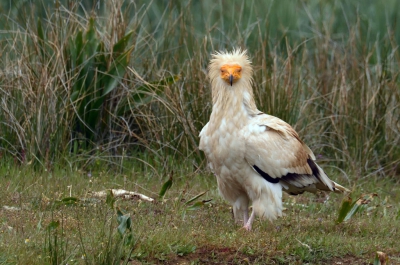 Nog 2 maanden wachten en dan is de Aasgier weer terug.

Na een dagje in onze vaste schuilhut gezeten te hebben, kreeg ik naast de vele Vale gieren en de 5 Monniksgieren ook nog eens deze Aasgier voor de lens.
Wat een guitig ding is dat.
www.extremadura-vogels.com