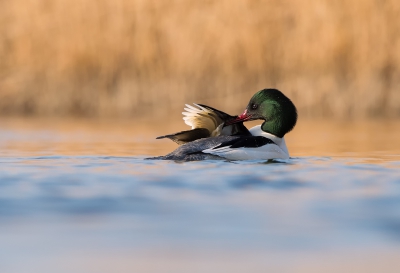 <i class='fa fa-user'></i>&nbsp;LeerdammerKees&nbsp;|   Grote Zaagbek&nbsp; <i class='fa fa-eye'>&nbsp;551</i> &nbsp;<i class='fa fa-thumbs-up'>&nbsp;17</i> &nbsp; <i class='fa fa-comment-o'>&nbsp;31</i>