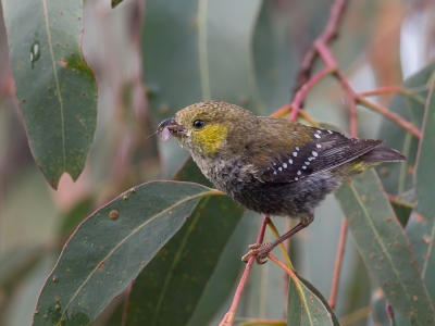 <i class='fa fa-user'></i>&nbsp;Paul van Giersbergen&nbsp;|   Tasmaanse Diamantvogel&nbsp; <i class='fa fa-eye'>&nbsp;231</i> &nbsp;<i class='fa fa-thumbs-up'>&nbsp;1</i> &nbsp; <i class='fa fa-comment-o'>&nbsp;6</i>