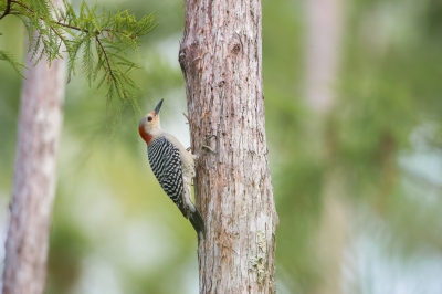 <i class='fa fa-user'></i>&nbsp;Hans Overduin&nbsp;|   Roodbuikspecht&nbsp; <i class='fa fa-eye'>&nbsp;296</i> &nbsp; <i class='fa fa-comment-o'>&nbsp;7</i>