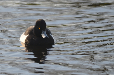 Op jacht naar de MO, maar "landen" ho maar dus dan maar dobberend in het water.