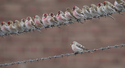 <i class='fa fa-user'></i>&nbsp;Marco Simonis&nbsp;|   Witstuitbarmsijs&nbsp; <i class='fa fa-eye'>&nbsp;1379</i> &nbsp;<i class='fa fa-thumbs-up'>&nbsp;36</i> &nbsp; <i class='fa fa-comment-o'>&nbsp;32</i>