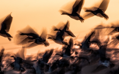 <i class='fa fa-user'></i>&nbsp;Henri Aantjes&nbsp;|   Brandgans&nbsp; <i class='fa fa-eye'>&nbsp;378</i> &nbsp;<i class='fa fa-thumbs-up'>&nbsp;6</i> &nbsp; <i class='fa fa-comment-o'>&nbsp;9</i>