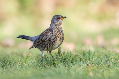 De meeste bessen in de regio zijn nu al een hele poos opgesoupeerd en door de vorst van afgelopen week was het moeilijk om voedsel te vinden voor deze groep kramsvogels waardoor ze makkelijk naar de rotte appels kwamen. Vandaag eindelijk nog eens tijd gehad om te fotograferen en dat onder gunstige lichtomstandigheden. Dat was al weer een poosje geleden. Ik begin nu stilletjes aan toch uit te kijken naar de lente.