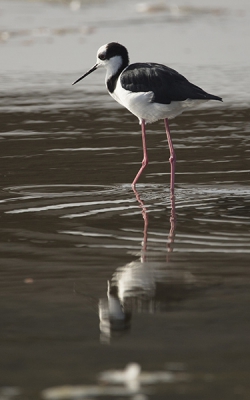 na drie weken ochtendgrijs eindelijk de verhoopte vroege zon om deze elegante ogel te laten schitteren