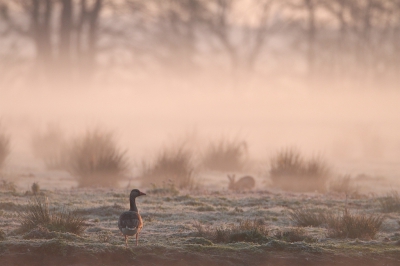 <i class='fa fa-user'></i>&nbsp;dick renes&nbsp;|   Grauwe Gans&nbsp; <i class='fa fa-eye'>&nbsp;439</i> &nbsp;<i class='fa fa-thumbs-up'>&nbsp;11</i> &nbsp; <i class='fa fa-comment-o'>&nbsp;15</i>