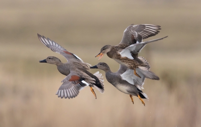 <i class='fa fa-user'></i>&nbsp;ep&nbsp;|   Krakeend&nbsp; <i class='fa fa-eye'>&nbsp;636</i> &nbsp;<i class='fa fa-thumbs-up'>&nbsp;19</i> &nbsp; <i class='fa fa-comment-o'>&nbsp;19</i>