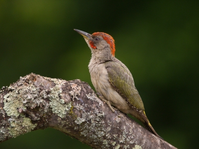 <i class='fa fa-user'></i>&nbsp;Peter van Eijk&nbsp;|   Iberische Groene Specht&nbsp; <i class='fa fa-eye'>&nbsp;338</i> &nbsp;<i class='fa fa-thumbs-up'>&nbsp;1</i> &nbsp; <i class='fa fa-comment-o'>&nbsp;8</i>