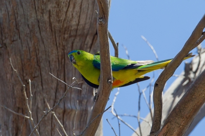 <i class='fa fa-user'></i>&nbsp;Paul van Giersbergen&nbsp;|   Oranjebuikparkiet&nbsp; <i class='fa fa-eye'>&nbsp;254</i> &nbsp; <i class='fa fa-comment-o'>&nbsp;3</i>