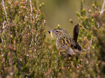 <i class='fa fa-user'></i>&nbsp;Paul van Giersbergen&nbsp;|   Gevlekte Struiksluiper&nbsp; <i class='fa fa-eye'>&nbsp;289</i> &nbsp;<i class='fa fa-thumbs-up'>&nbsp;2</i> &nbsp; <i class='fa fa-comment-o'>&nbsp;2</i>