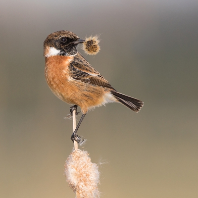 <i class='fa fa-user'></i>&nbsp;Peter Soer&nbsp;|   Roodborsttapuit&nbsp; <i class='fa fa-eye'>&nbsp;708</i> &nbsp;<i class='fa fa-thumbs-up'>&nbsp;18</i> &nbsp; <i class='fa fa-comment-o'>&nbsp;23</i>