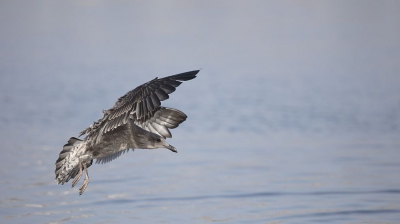 <i class='fa fa-user'></i>&nbsp;lukhostens&nbsp;|   Kelpmeeuw&nbsp; <i class='fa fa-eye'>&nbsp;300</i> &nbsp; <i class='fa fa-comment-o'>&nbsp;0</i>