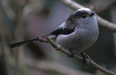 Dynax 5D
Focus 300mm  ISO 200
1/100sec F5.6  -0,7 stap