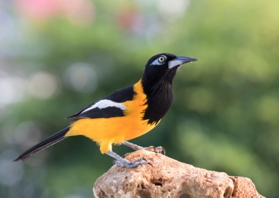 <i class='fa fa-user'></i>&nbsp;Marie-Jos� Boon&nbsp;|   Oranje Troepiaal&nbsp; <i class='fa fa-eye'>&nbsp;251</i> &nbsp; <i class='fa fa-comment-o'>&nbsp;4</i>