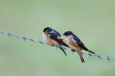 <i class='fa fa-user'></i>&nbsp;Kees de Jager&nbsp;|   Australische Boomzwaluw&nbsp; <i class='fa fa-eye'>&nbsp;267</i> &nbsp; <i class='fa fa-comment-o'>&nbsp;0</i>