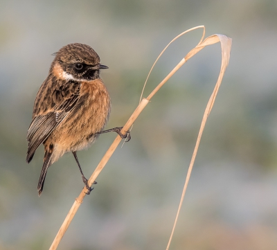 <i class='fa fa-user'></i>&nbsp;Rob wijn&nbsp;|   Roodborsttapuit&nbsp; <i class='fa fa-eye'>&nbsp;484</i> &nbsp;<i class='fa fa-thumbs-up'>&nbsp;11</i> &nbsp; <i class='fa fa-comment-o'>&nbsp;14</i>