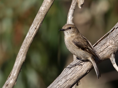 <i class='fa fa-user'></i>&nbsp;Paul van Giersbergen&nbsp;|   Tasmaanse Vliegenvanger&nbsp; <i class='fa fa-eye'>&nbsp;225</i> &nbsp; <i class='fa fa-comment-o'>&nbsp;0</i>