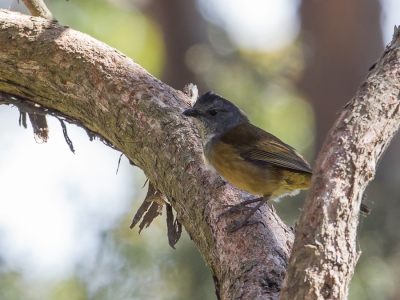 <i class='fa fa-user'></i>&nbsp;Paul van Giersbergen&nbsp;|   Bruine Fluiter&nbsp; <i class='fa fa-eye'>&nbsp;240</i> &nbsp; <i class='fa fa-comment-o'>&nbsp;0</i>