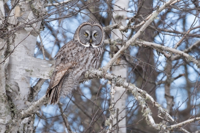 <i class='fa fa-user'></i>&nbsp;jan Luit&nbsp;|   Grote Grijze Uil&nbsp; <i class='fa fa-eye'>&nbsp;545</i> &nbsp;<i class='fa fa-thumbs-up'>&nbsp;16</i> &nbsp; <i class='fa fa-comment-o'>&nbsp;15</i>