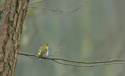 Op mijn zoektocht naar de vogeltjes heb ik nu diverse sijsplekjes gevonden. Maar wat zijn ze snel en behendig. Ze zitten vnl. aan de elzenproppen. Er staan langs de beek veel elzen.