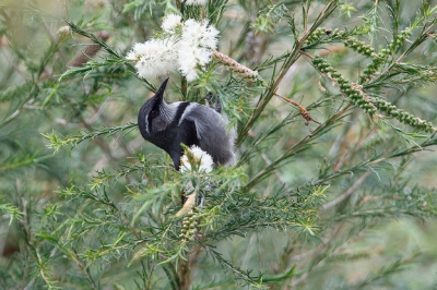 <i class='fa fa-user'></i>&nbsp;Kees de Jager&nbsp;|   Goudvleugelhoningeter&nbsp; <i class='fa fa-eye'>&nbsp;253</i> &nbsp; <i class='fa fa-comment-o'>&nbsp;1</i>