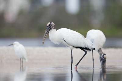 <i class='fa fa-user'></i>&nbsp;Bouke Atema&nbsp;|   Kaalkopooievaar&nbsp; <i class='fa fa-eye'>&nbsp;247</i> &nbsp; <i class='fa fa-comment-o'>&nbsp;4</i>