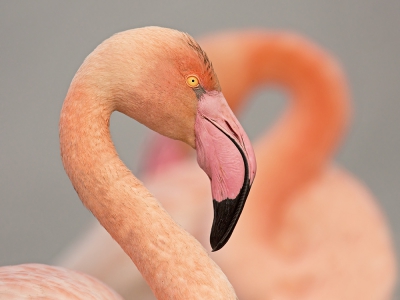 <i class='fa fa-user'></i>&nbsp;Luc Meert&nbsp;|   Flamingo&nbsp; <i class='fa fa-eye'>&nbsp;415</i> &nbsp;<i class='fa fa-thumbs-up'>&nbsp;4</i> &nbsp; <i class='fa fa-comment-o'>&nbsp;14</i>