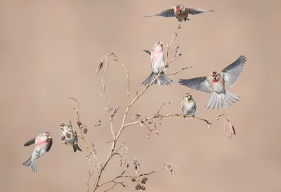 <i class='fa fa-user'></i>&nbsp;LeerdammerKees&nbsp;|   Grote Barmsijs&nbsp; <i class='fa fa-eye'>&nbsp;753</i> &nbsp;<i class='fa fa-thumbs-up'>&nbsp;19</i> &nbsp; <i class='fa fa-comment-o'>&nbsp;25</i>