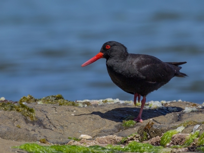 <i class='fa fa-user'></i>&nbsp;Paul van Giersbergen&nbsp;|   Australische Zwarte Scholekster&nbsp; <i class='fa fa-eye'>&nbsp;249</i> &nbsp;<i class='fa fa-thumbs-up'>&nbsp;1</i> &nbsp; <i class='fa fa-comment-o'>&nbsp;4</i>
