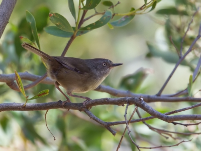 <i class='fa fa-user'></i>&nbsp;Paul van Giersbergen&nbsp;|   Tasmaanse Bruine Struiksluiper&nbsp; <i class='fa fa-eye'>&nbsp;235</i> &nbsp; <i class='fa fa-comment-o'>&nbsp;2</i>