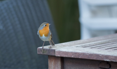 Als ik in ons tuintje loop en de schuur inga zit het roodborstje vaak vlakbij op tafel.
Op nog geen meter afstand. Als ik de camera bij me heb wil het vaak niet lukken. De roodborst wil niet graag op de foto. Deze keer lukte het me wel.