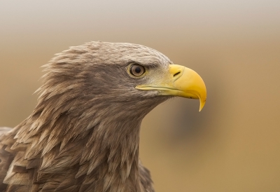 <i class='fa fa-user'></i>&nbsp;charlysax&nbsp;|   Zeearend&nbsp; <i class='fa fa-eye'>&nbsp;491</i> &nbsp;<i class='fa fa-thumbs-up'>&nbsp;6</i> &nbsp; <i class='fa fa-comment-o'>&nbsp;16</i>