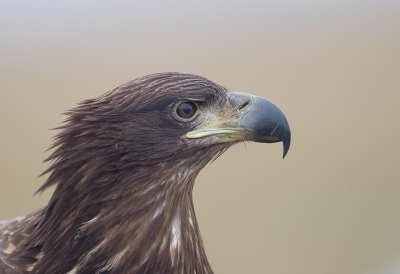 <i class='fa fa-user'></i>&nbsp;charlysax&nbsp;|   Zeearend&nbsp; <i class='fa fa-eye'>&nbsp;307</i> &nbsp;<i class='fa fa-thumbs-up'>&nbsp;1</i> &nbsp; <i class='fa fa-comment-o'>&nbsp;5</i>