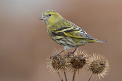 <i class='fa fa-user'></i>&nbsp;Johan G&nbsp;|   Sijs&nbsp; <i class='fa fa-eye'>&nbsp;479</i> &nbsp;<i class='fa fa-thumbs-up'>&nbsp;5</i> &nbsp; <i class='fa fa-comment-o'>&nbsp;6</i>