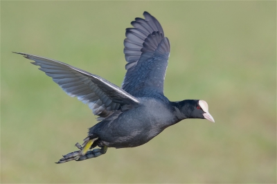 <i class='fa fa-user'></i>&nbsp;Harry Jamont&nbsp;|   Meerkoet&nbsp; <i class='fa fa-eye'>&nbsp;392</i> &nbsp;<i class='fa fa-thumbs-up'>&nbsp;8</i> &nbsp; <i class='fa fa-comment-o'>&nbsp;10</i>