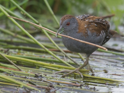 <i class='fa fa-user'></i>&nbsp;Wies Vink&nbsp;|   Kleinst Waterhoen&nbsp; <i class='fa fa-eye'>&nbsp;534</i> &nbsp;<i class='fa fa-thumbs-up'>&nbsp;19</i> &nbsp; <i class='fa fa-comment-o'>&nbsp;16</i>