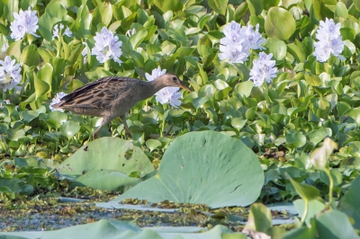 <i class='fa fa-user'></i>&nbsp;martin lok&nbsp;|   Waterhaan&nbsp; <i class='fa fa-eye'>&nbsp;251</i> &nbsp; <i class='fa fa-comment-o'>&nbsp;1</i>