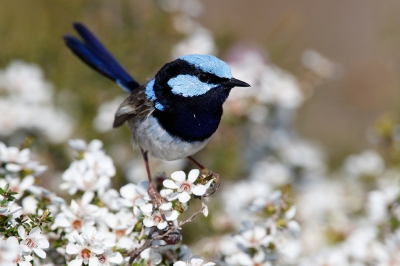 <i class='fa fa-user'></i>&nbsp;Kees de Jager&nbsp;|   Ornaatelfje&nbsp; <i class='fa fa-eye'>&nbsp;297</i> &nbsp;<i class='fa fa-thumbs-up'>&nbsp;1</i> &nbsp; <i class='fa fa-comment-o'>&nbsp;4</i>