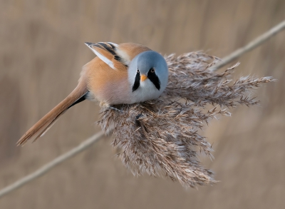 Prachtige vogeltjes zijn het die baardmannen. Hier ging het mannetje even goed ervoor zitten.

Uit de hand genomen.