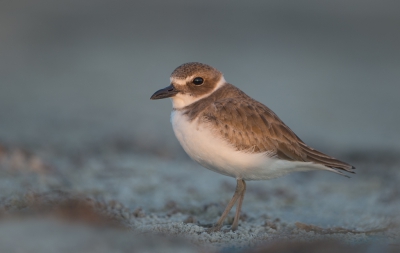 <i class='fa fa-user'></i>&nbsp;Hans Overduin&nbsp;|   Dikbekplevier&nbsp; <i class='fa fa-eye'>&nbsp;325</i> &nbsp;<i class='fa fa-thumbs-up'>&nbsp;5</i> &nbsp; <i class='fa fa-comment-o'>&nbsp;8</i>