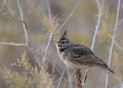 <i class='fa fa-user'></i>&nbsp;ko katsman&nbsp;|   Langsnavelkuifleeuwerik&nbsp; <i class='fa fa-eye'>&nbsp;311</i> &nbsp; <i class='fa fa-comment-o'>&nbsp;2</i>