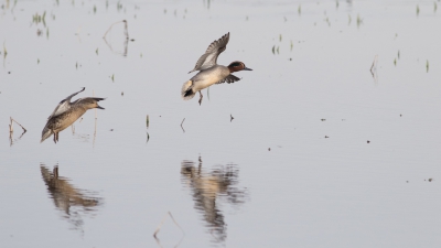 Mijn eerste upload.

Ik heb een ochtend staan fotograferen bij een plas waar veel watervogels zitten. De vogels waren na een uur aan mijn aanwezigheid gewend. Zo kwamen deze wintertaling steeds dichterbij. Hier landden ze op een metertje of 10 om te gaan foerageren. Naast wintertaling heb ik ook veel foto's kunnen maken van slobeenden en pijlstaarten. 

Ideaal zo'n plek voor een eendenliefhebber als ik.