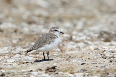 <i class='fa fa-user'></i>&nbsp;Kees de Jager&nbsp;|   Roodkopplevier&nbsp; <i class='fa fa-eye'>&nbsp;224</i> &nbsp; <i class='fa fa-comment-o'>&nbsp;1</i>