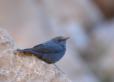 <i class='fa fa-user'></i>&nbsp;ko katsman&nbsp;|   Blauwe Rotslijster&nbsp; <i class='fa fa-eye'>&nbsp;403</i> &nbsp;<i class='fa fa-thumbs-up'>&nbsp;1</i> &nbsp; <i class='fa fa-comment-o'>&nbsp;8</i>