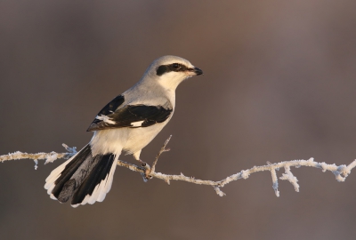 Vers van de pers!

Na 5 winters aanwezigheid dachten we niet, i.v.m. werkzaamheden in het gebied, dat mevrouw Klapekster deze winter nog terug zou keren. Echter, ze kwam gewoon weer terug. 6 winters op rij komt ze nu terug naar dit gebied, vlak achter mijn huis, voor zover bekend volgens mij een 'Nederlands record'. Toch leuk zo'n ringetje! Waar het vorige winter niet lukte om de Klapekster omlaag te krijgen op de setting lukte dat vanmorgen wel. Het was prachtig koud en zonnig weer toen ze rond half 9 vanochtend op de setting kwam. Wat een geweldige soort om van zo kortaf te kunnen zien en fotograferen; een wens die uit kwam!

Groeten, Thijs