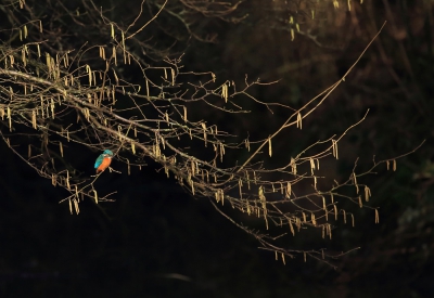 <i class='fa fa-user'></i>&nbsp;ron entius&nbsp;|   IJsvogel&nbsp; <i class='fa fa-eye'>&nbsp;594</i> &nbsp;<i class='fa fa-thumbs-up'>&nbsp;5</i> &nbsp; <i class='fa fa-comment-o'>&nbsp;10</i>