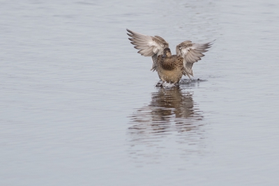 Ik heb gister mijn eerste foto op Birdpix geupload en toen werd ik erop geattendeerd dat die foto ook mee had kunnen doen met de opdracht van februari. Puur toeval aangezien ik gister veel landende watervogels gefotografeerd heb. 

Dus hierbij: Een landende wintertaling.