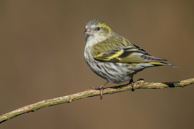 Momenteel zijn de sijsjes hier prominent aanwezig. Vandaag weinig tijd gehad om te fotograferen maar uiteindelijk toch maar even de 100-400 op de 7D geflanst en een halfuurtje gaan zitten. Hopelijk krijg ik volgend weekend nog kansen en dan kan ik de setting nog wat aanpassen. De achtergrond vind ik net wat te egaal maar ze zat op zo'n kleine drie meter van mij verwijderd. Uiteindelijk ben ik er toch blij mee.