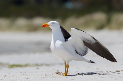 <i class='fa fa-user'></i>&nbsp;Kees de Jager&nbsp;|   Diksnavelmeeuw&nbsp; <i class='fa fa-eye'>&nbsp;258</i> &nbsp; <i class='fa fa-comment-o'>&nbsp;2</i>