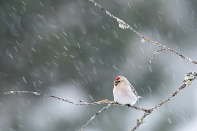 <i class='fa fa-user'></i>&nbsp;jan Luit&nbsp;|   Witstuitbarmsijs&nbsp; <i class='fa fa-eye'>&nbsp;337</i> &nbsp;<i class='fa fa-thumbs-up'>&nbsp;1</i> &nbsp; <i class='fa fa-comment-o'>&nbsp;4</i>